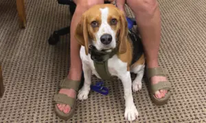 Paulina Vives-Philips' dog Lucky
